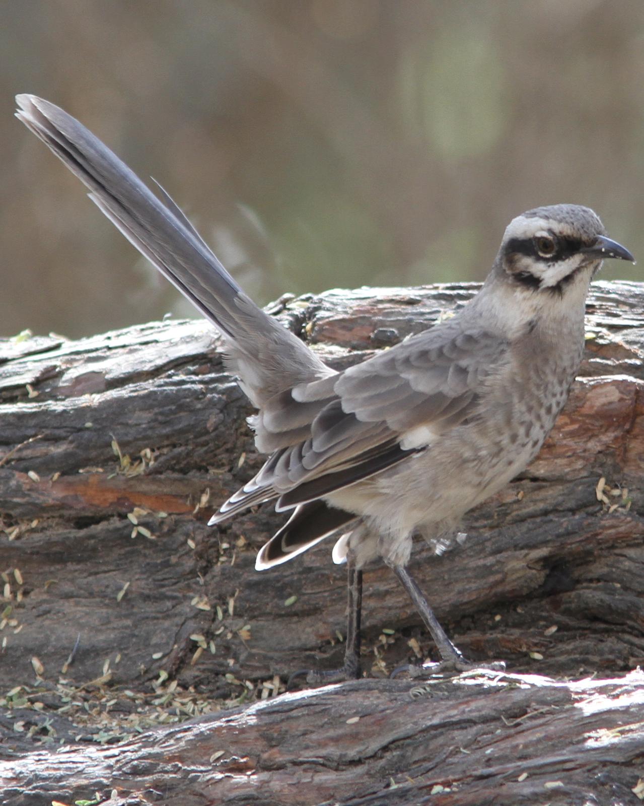 Long-tailed Mockingbird Photo by Marcelo Padua