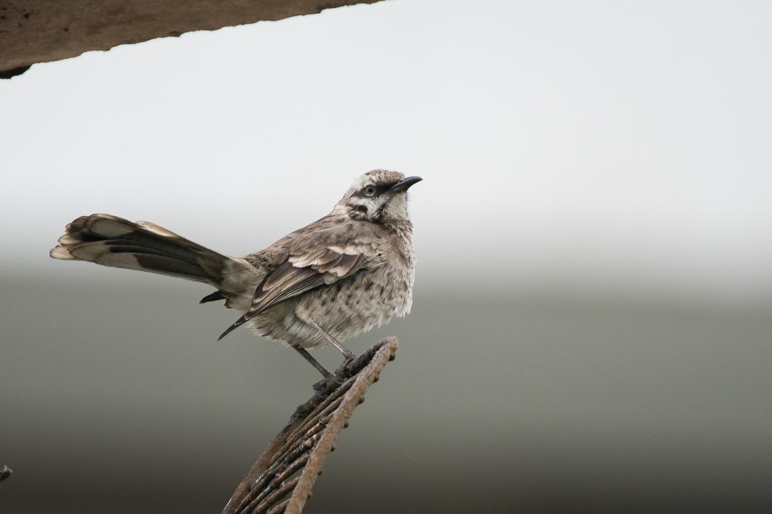 Long-tailed Mockingbird Photo by Gerald Hoekstra