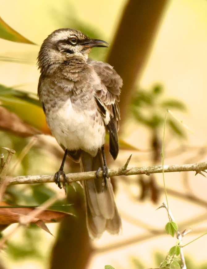 Long-tailed Mockingbird Photo by Andrew Pittman
