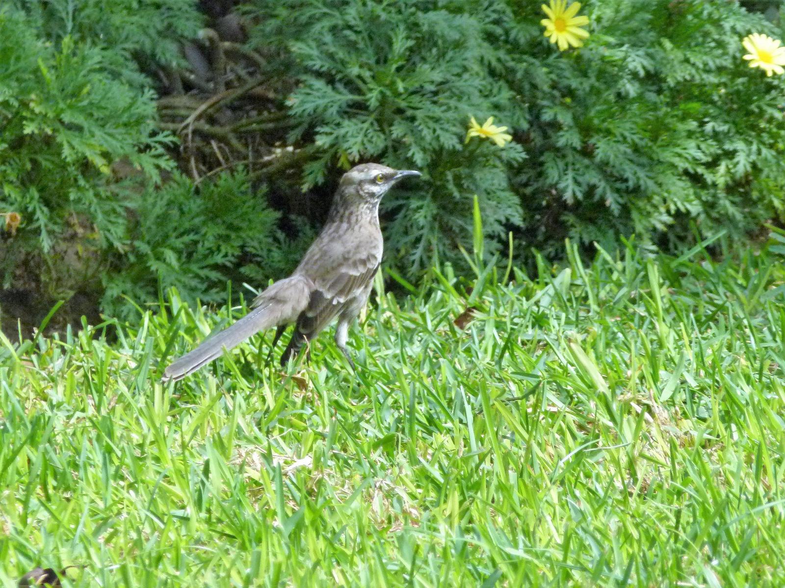Long-tailed Mockingbird Photo by Jacob Hall