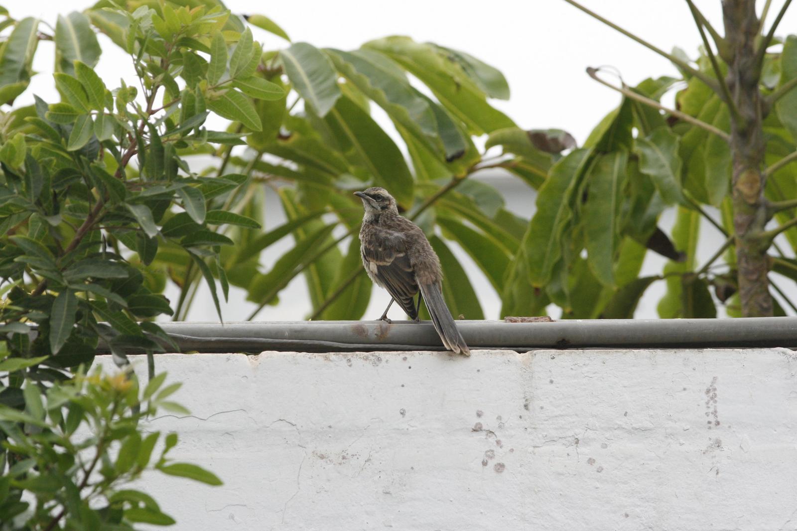 Long-tailed Mockingbird Photo by Oscar Johnson