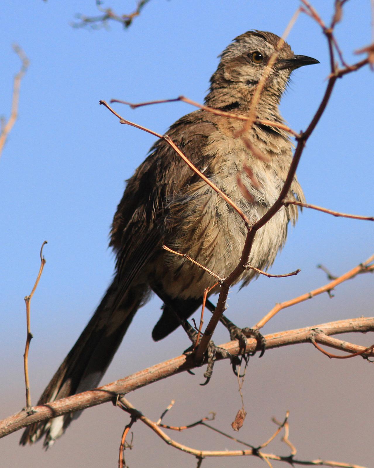 Chilean Mockingbird Photo by Knut Hansen