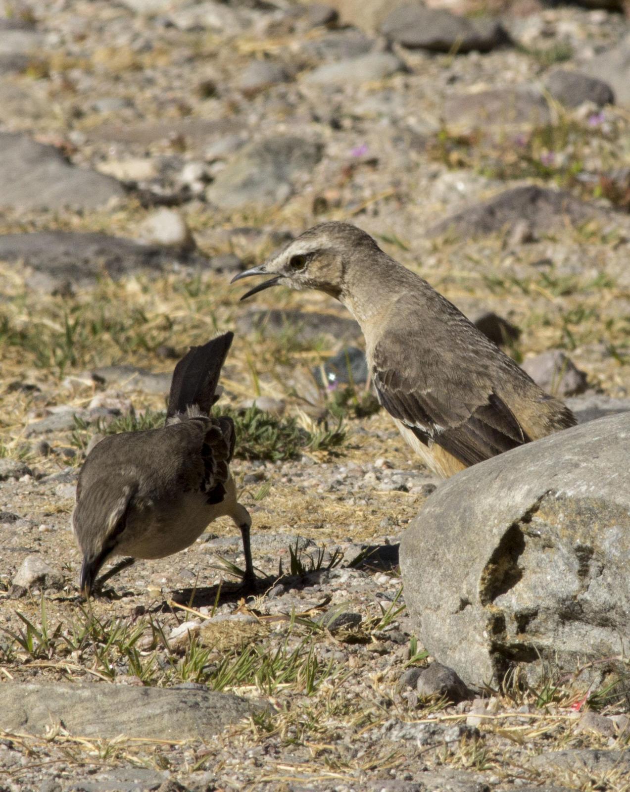 Patagonian Mockingbird Photo by Lee Harding