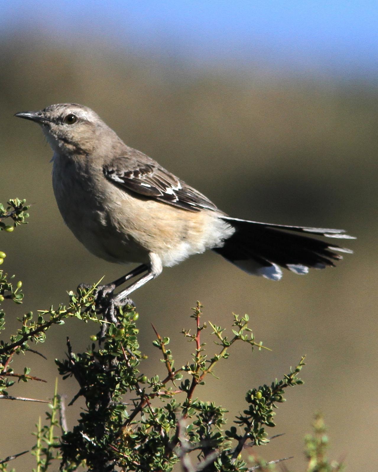 Patagonian Mockingbird Photo by Marcelo Padua