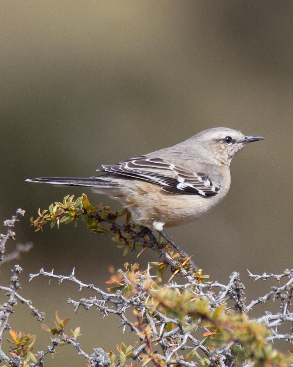 Patagonian Mockingbird Photo by Robert Lewis