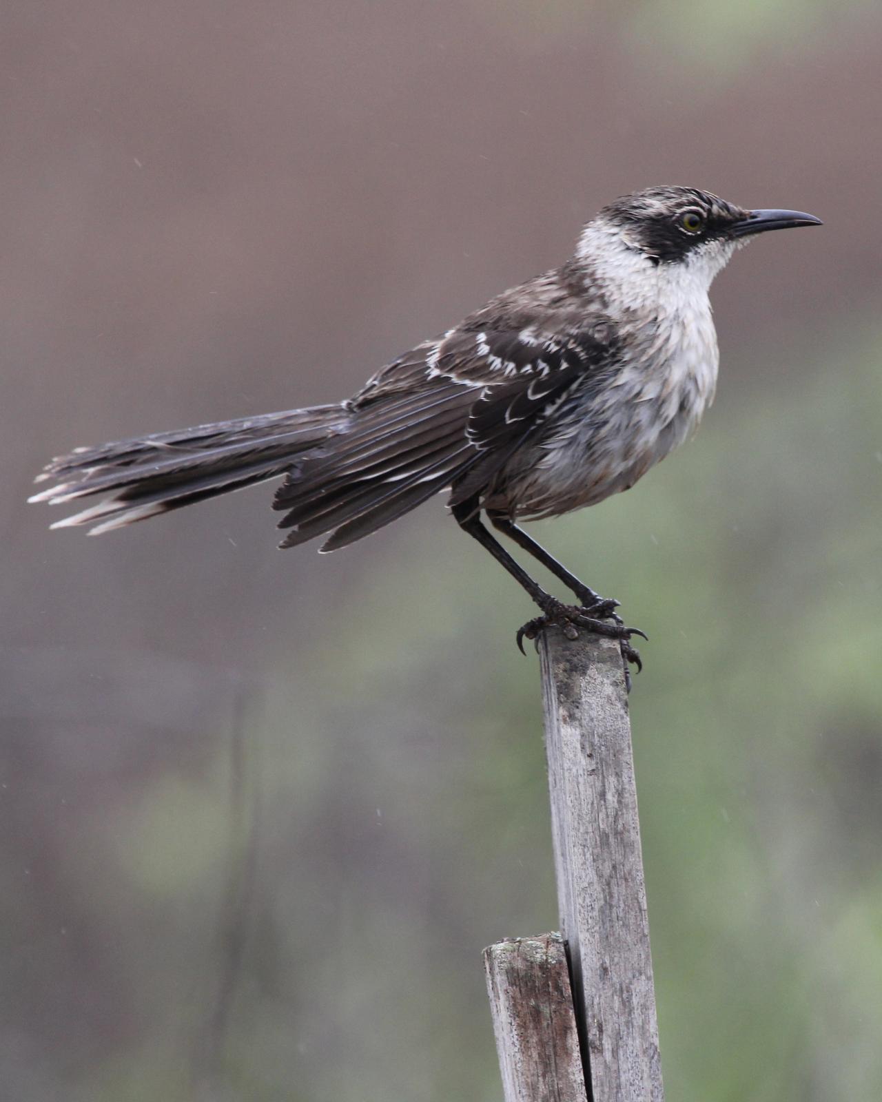 Galapagos Mockingbird Photo by Robert Polkinghorn