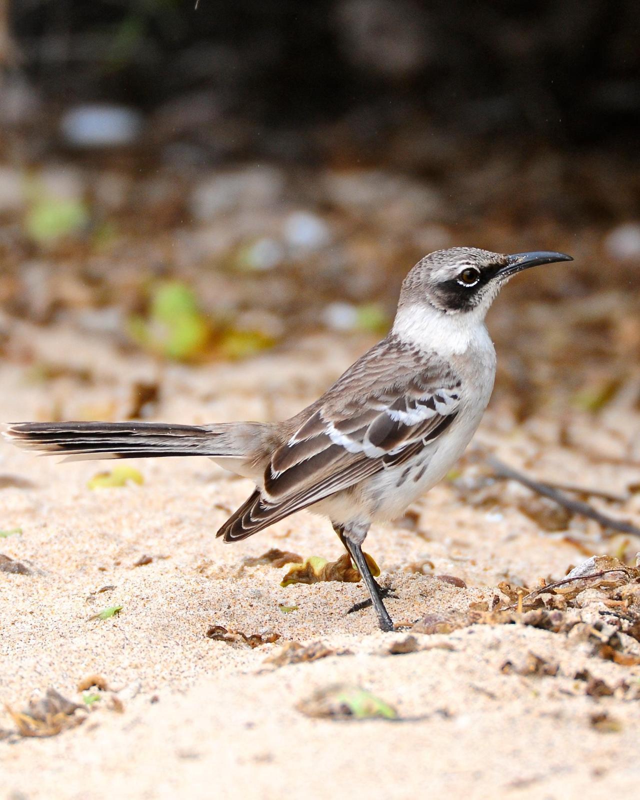 Galapagos Mockingbird Photo by Gerald Friesen