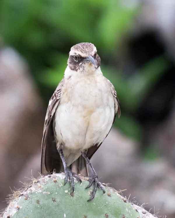 Galapagos Mockingbird Photo by Bob Hasenick