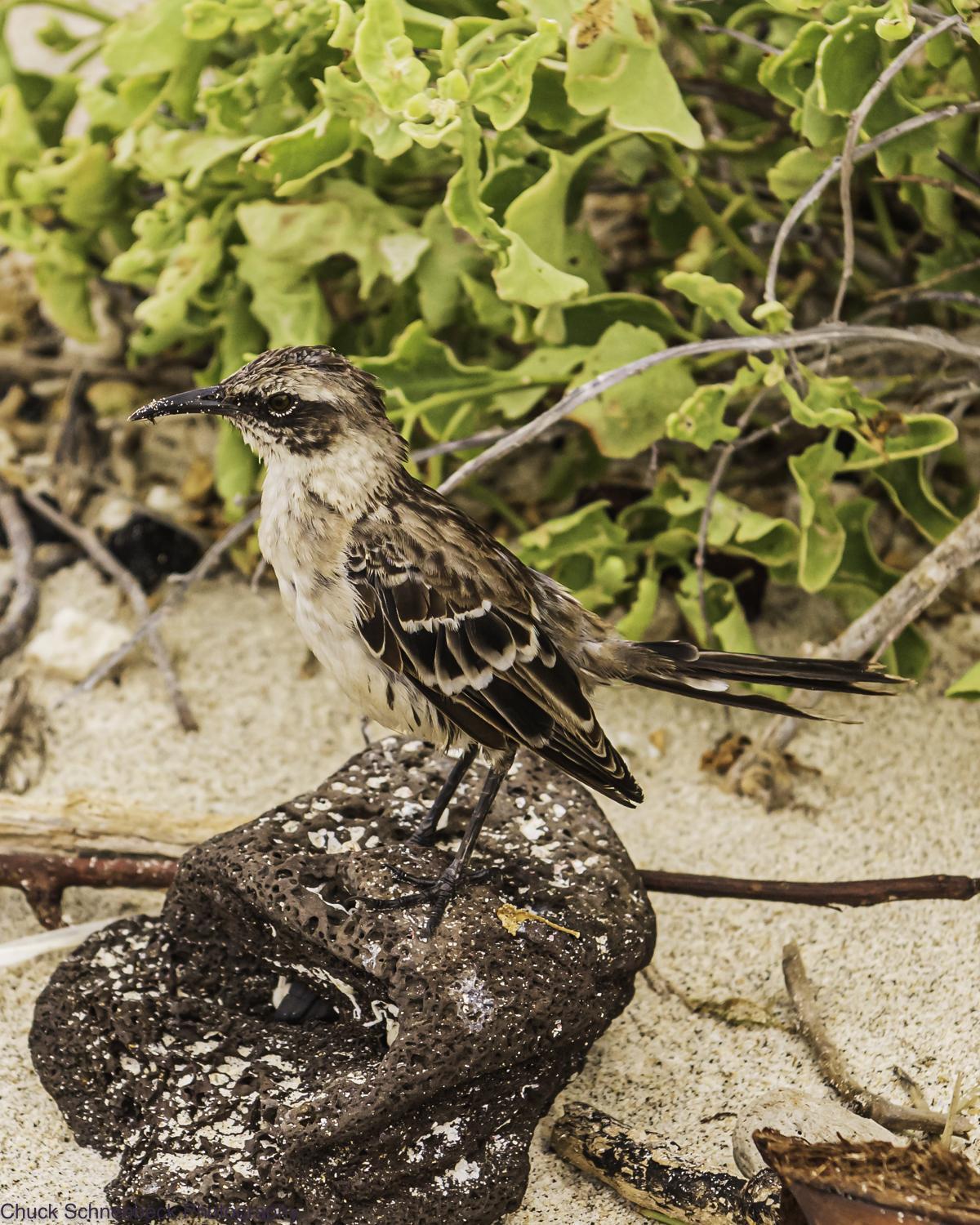 Galapagos Mockingbird Photo by Chuck  Schneebeck