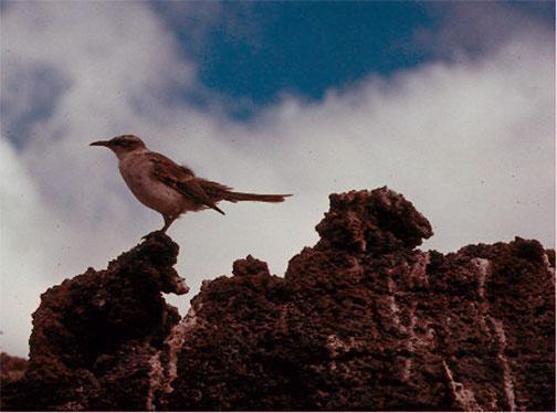 Galapagos Mockingbird Photo by Dan Tallman