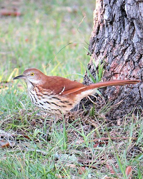 Brown Thrasher Photo by Kevin Brabble