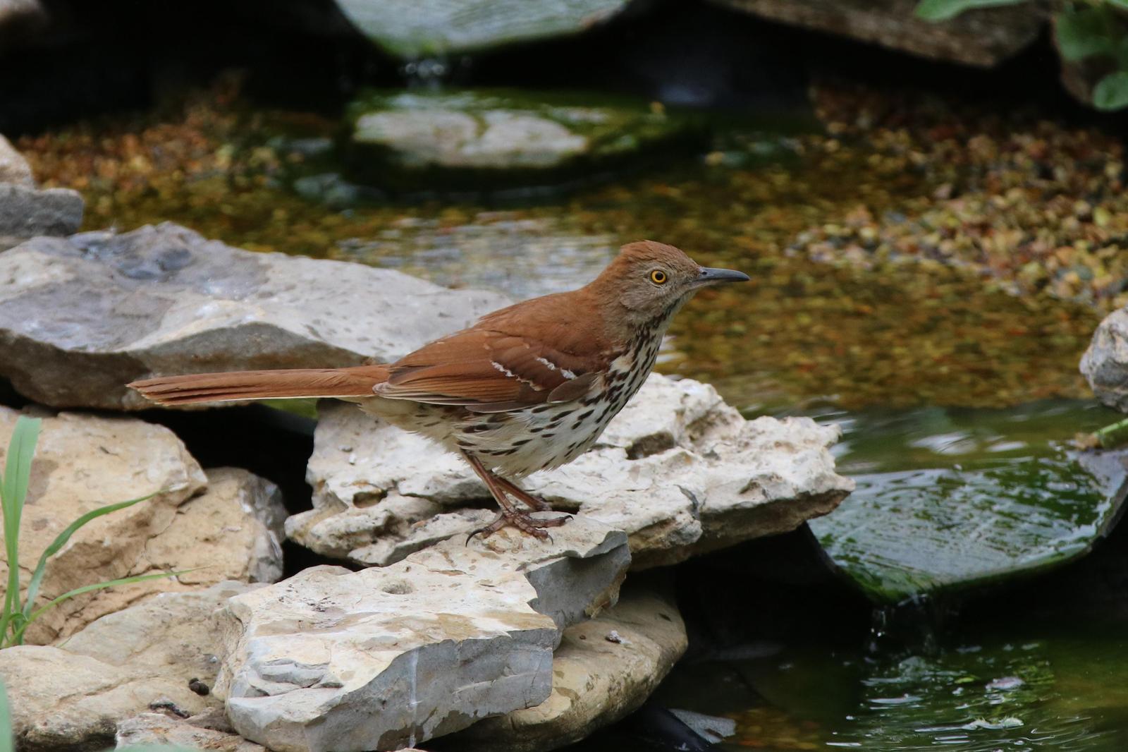 Brown Thrasher Photo by Kristy Baker