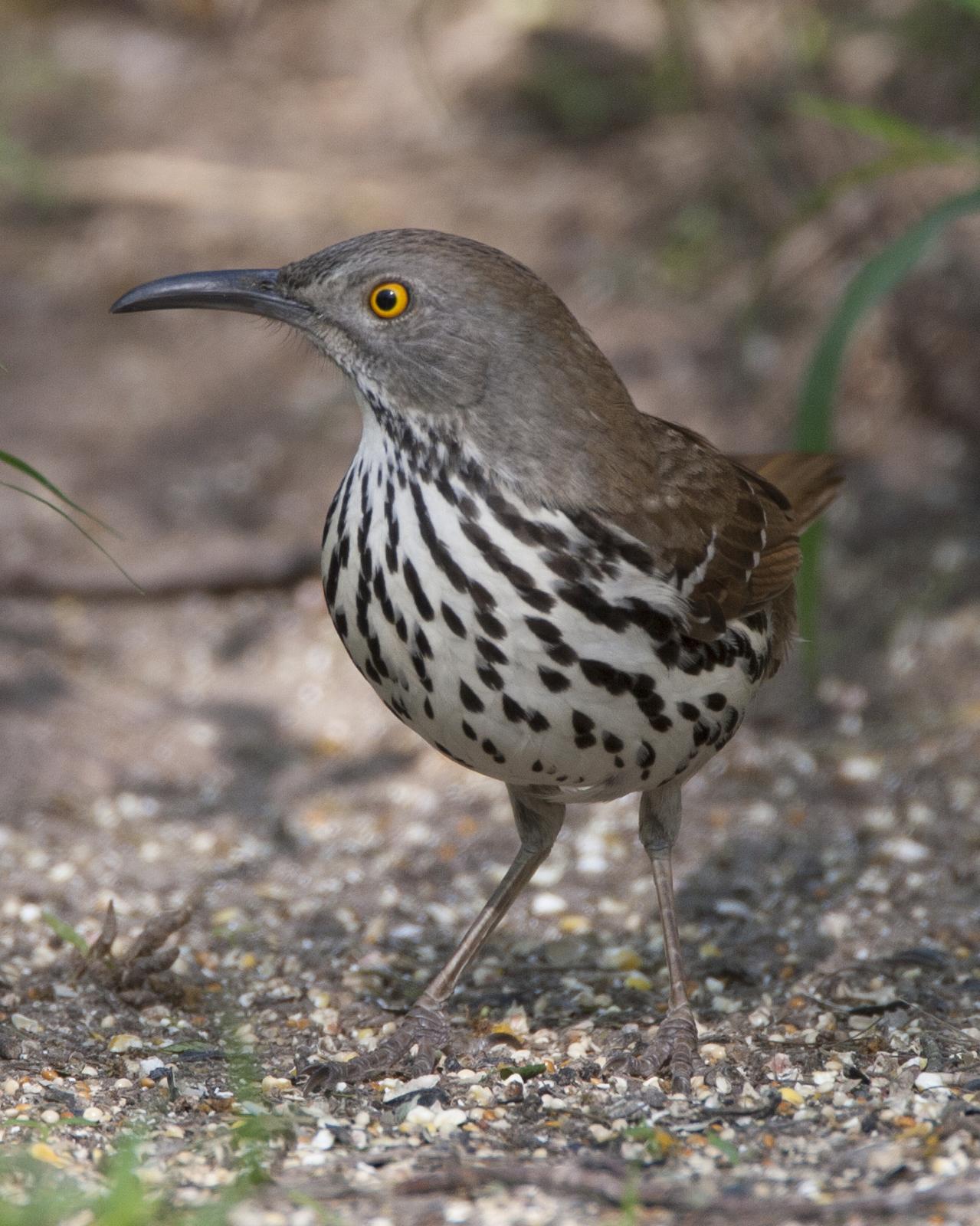 Long-billed Thrasher Photo by Jeff Moore