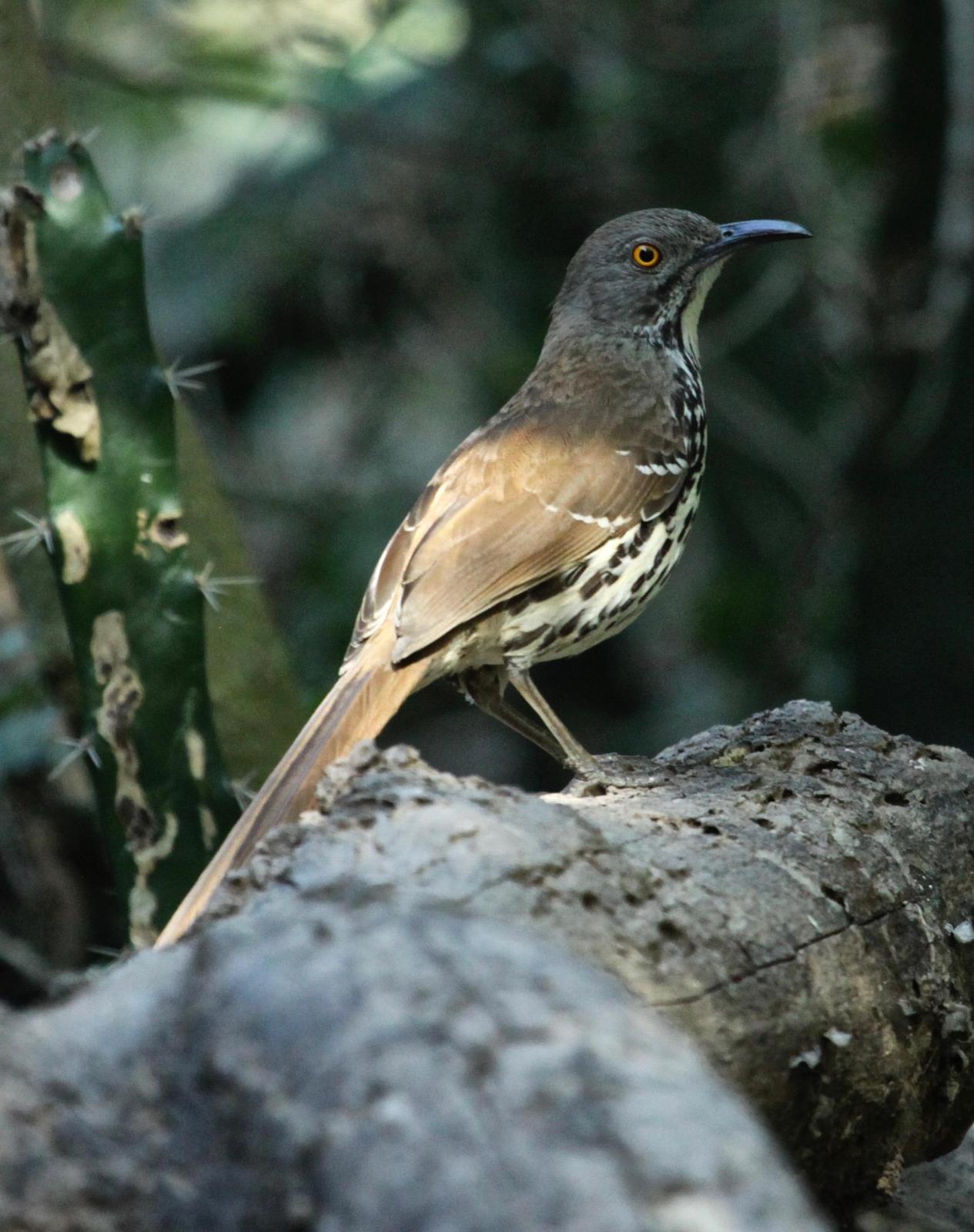 Long-billed Thrasher Photo by Rob O'Donnell