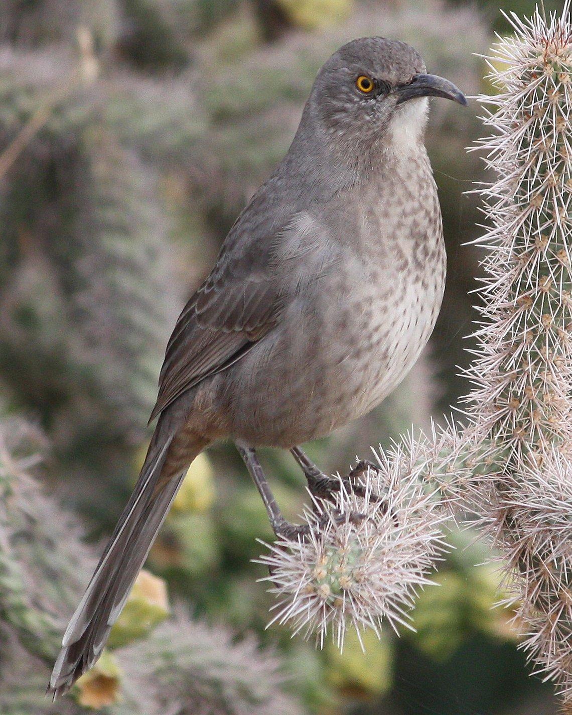 Curve-billed Thrasher Photo by Andrew Core