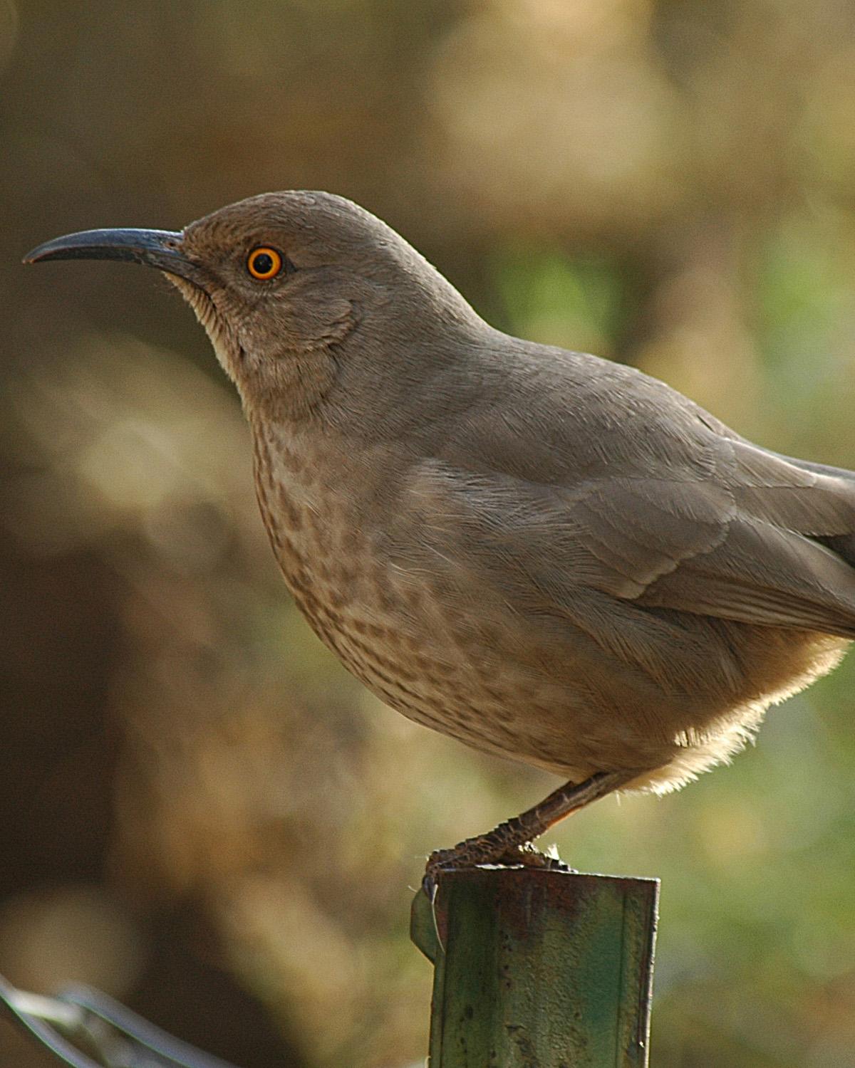Curve-billed Thrasher Photo by Magill Weber
