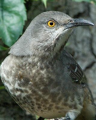 Curve-billed Thrasher Photo by Pete Myers