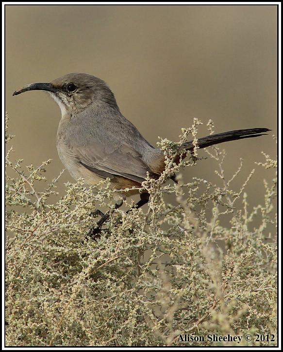 LeConte's Thrasher Photo by Alison Sheehey