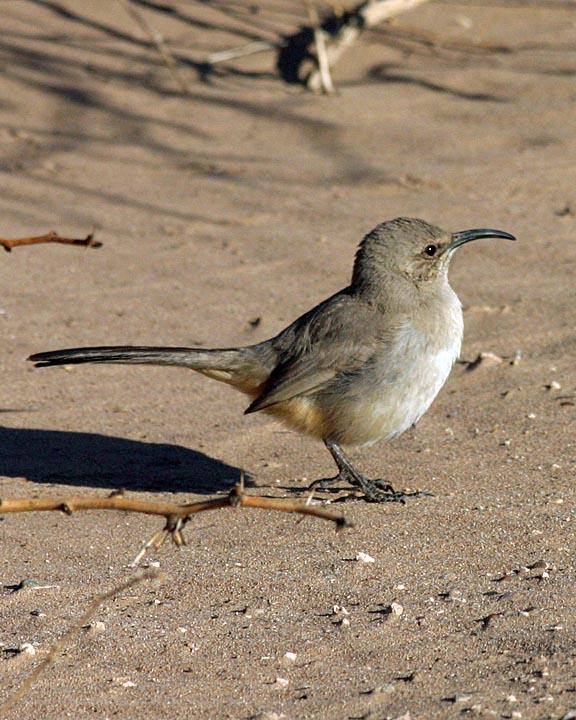 LeConte's Thrasher Photo by Peter Boesman