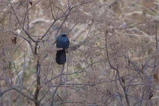Blue Mockingbird Photo by Gerald Hoekstra