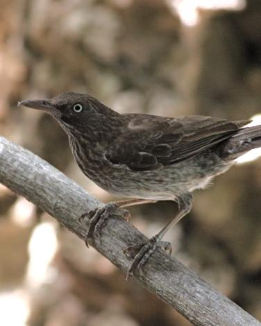 Pearly-eyed Thrasher Photo by Stephen Daly