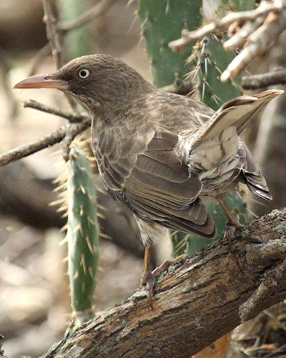 Pearly-eyed Thrasher Photo by Cathy Sheeter