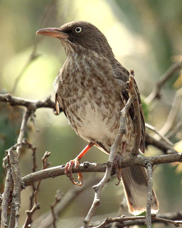Pearly-eyed Thrasher Photo by Cathy Sheeter