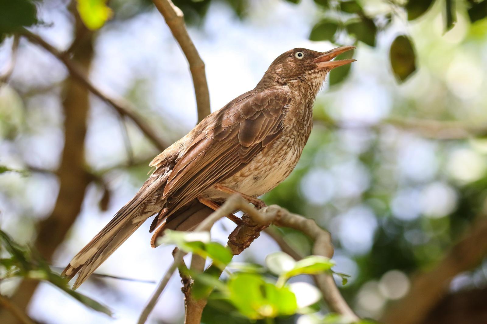 Pearly-eyed Thrasher Photo by Tom Ford-Hutchinson