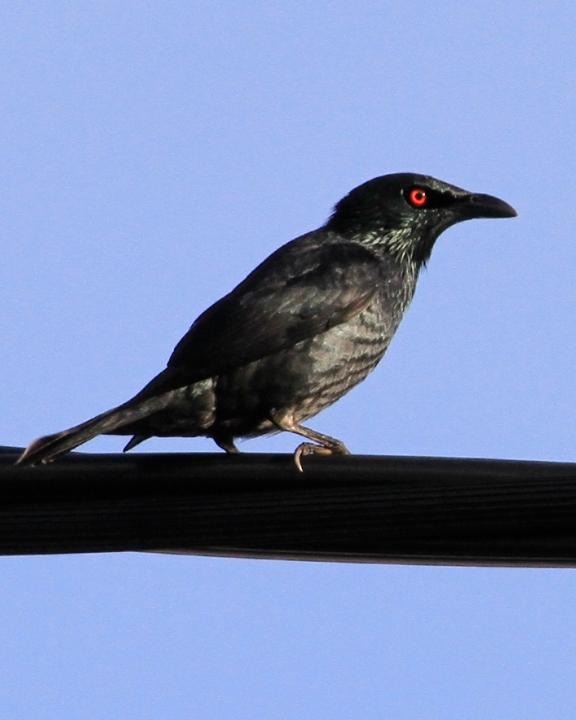 Singing Starling Photo by Carl Billingham