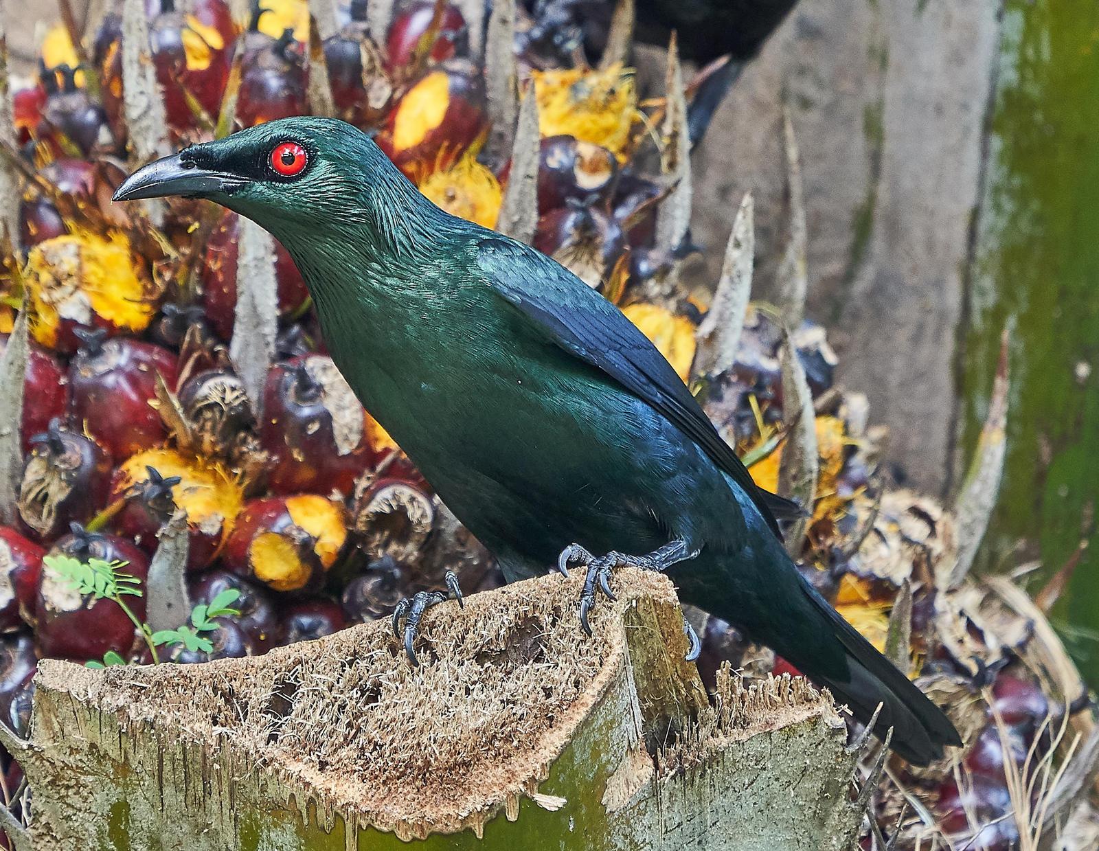 Asian Glossy Starling Photo by Steven Cheong