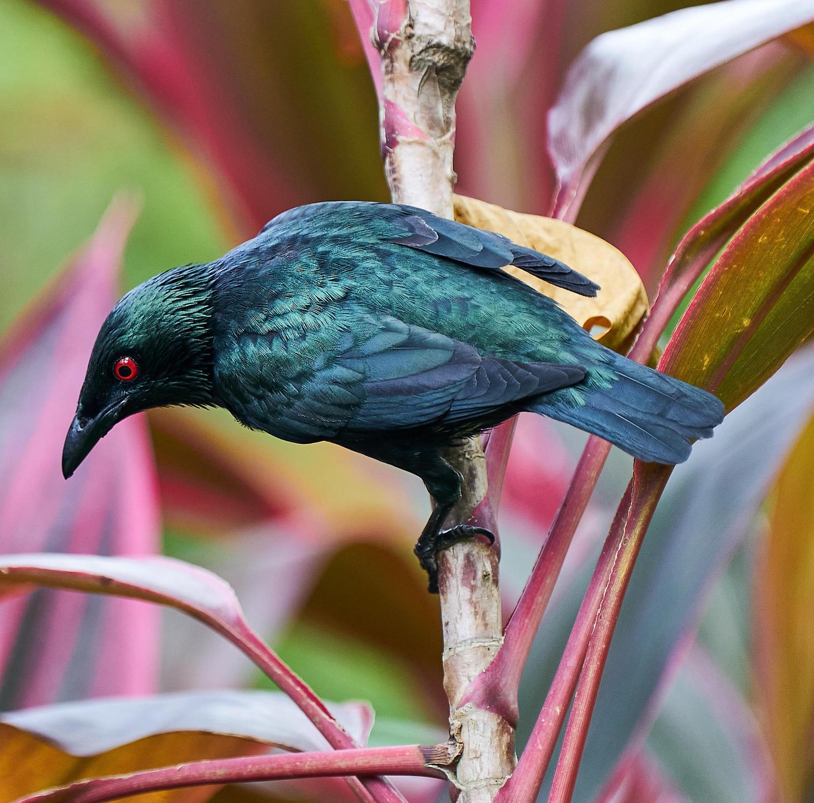 Asian Glossy Starling Photo by Steven Cheong