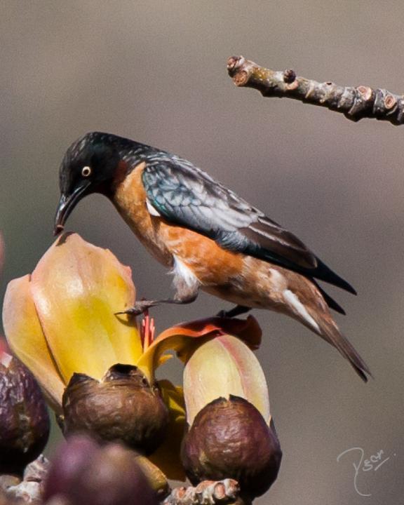 Spot-winged Starling Photo by Rahul Kaushik
