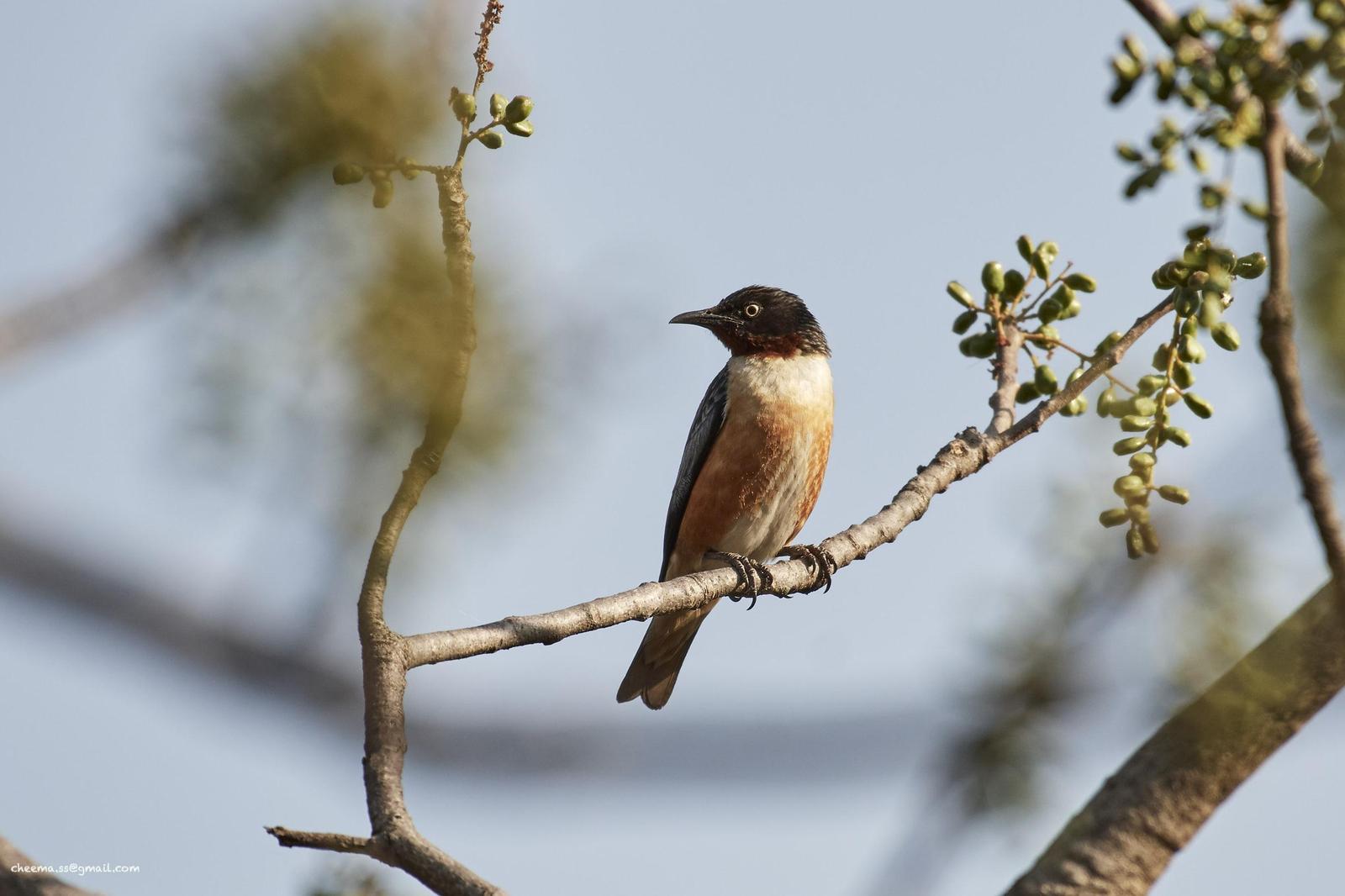Spot-winged Starling Photo by Simepreet Cheema