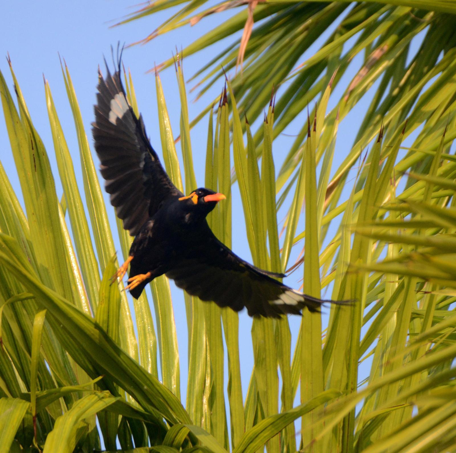 Common Hill Myna Photo by Steven Mlodinow