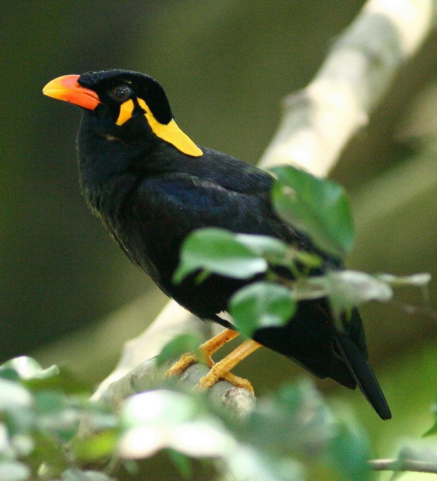 Common Hill Myna Photo by Lee Harding