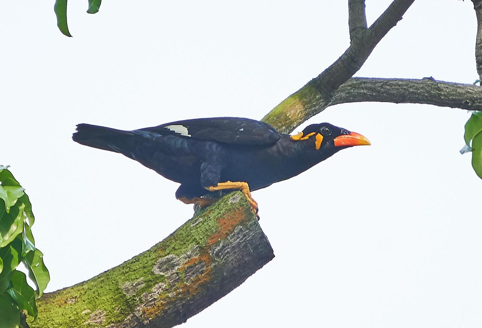 Common Hill Myna Photo by Steven Cheong