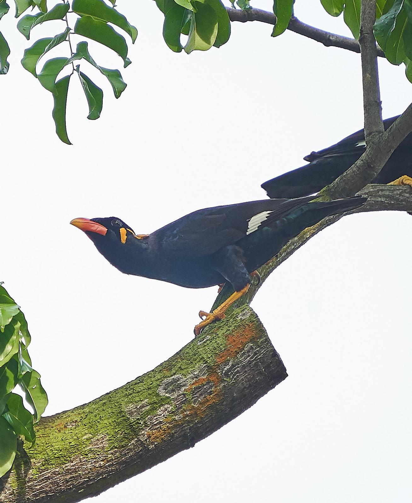 Common Hill Myna Photo by Steven Cheong