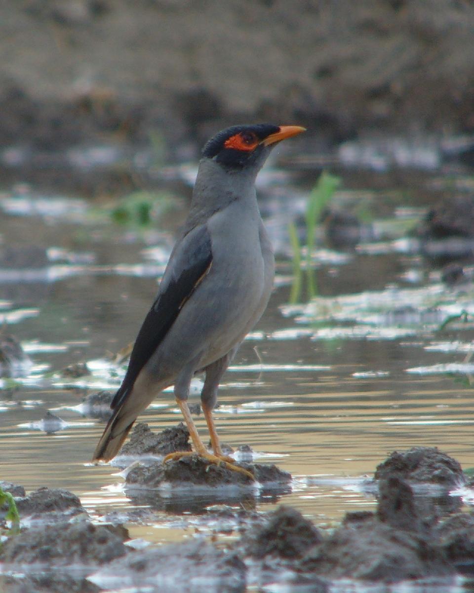 Bank Myna Photo by Chris Lansdell