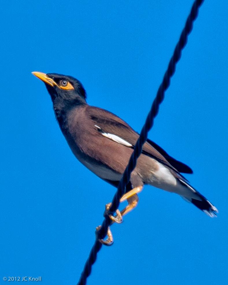 Common Myna Photo by JC Knoll