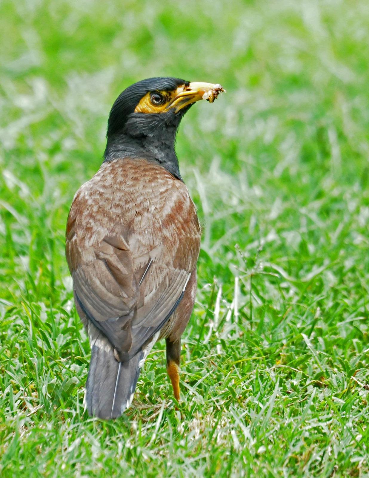 Common Myna Photo by Steven Mlodinow