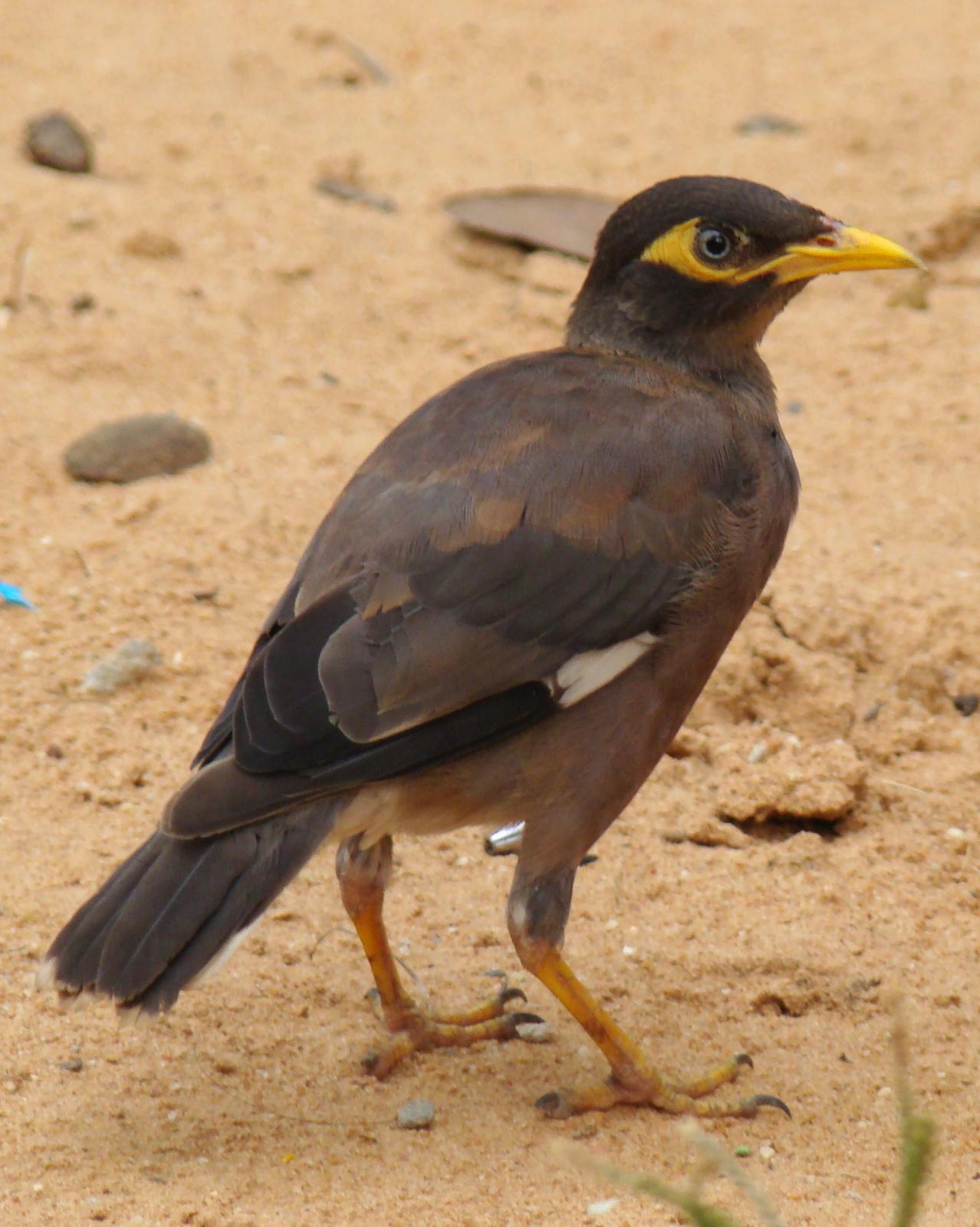 Common Myna Photo by Todd A. Watkins