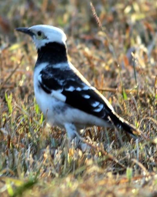 Black-collared Starling Photo by Frank Gilliland