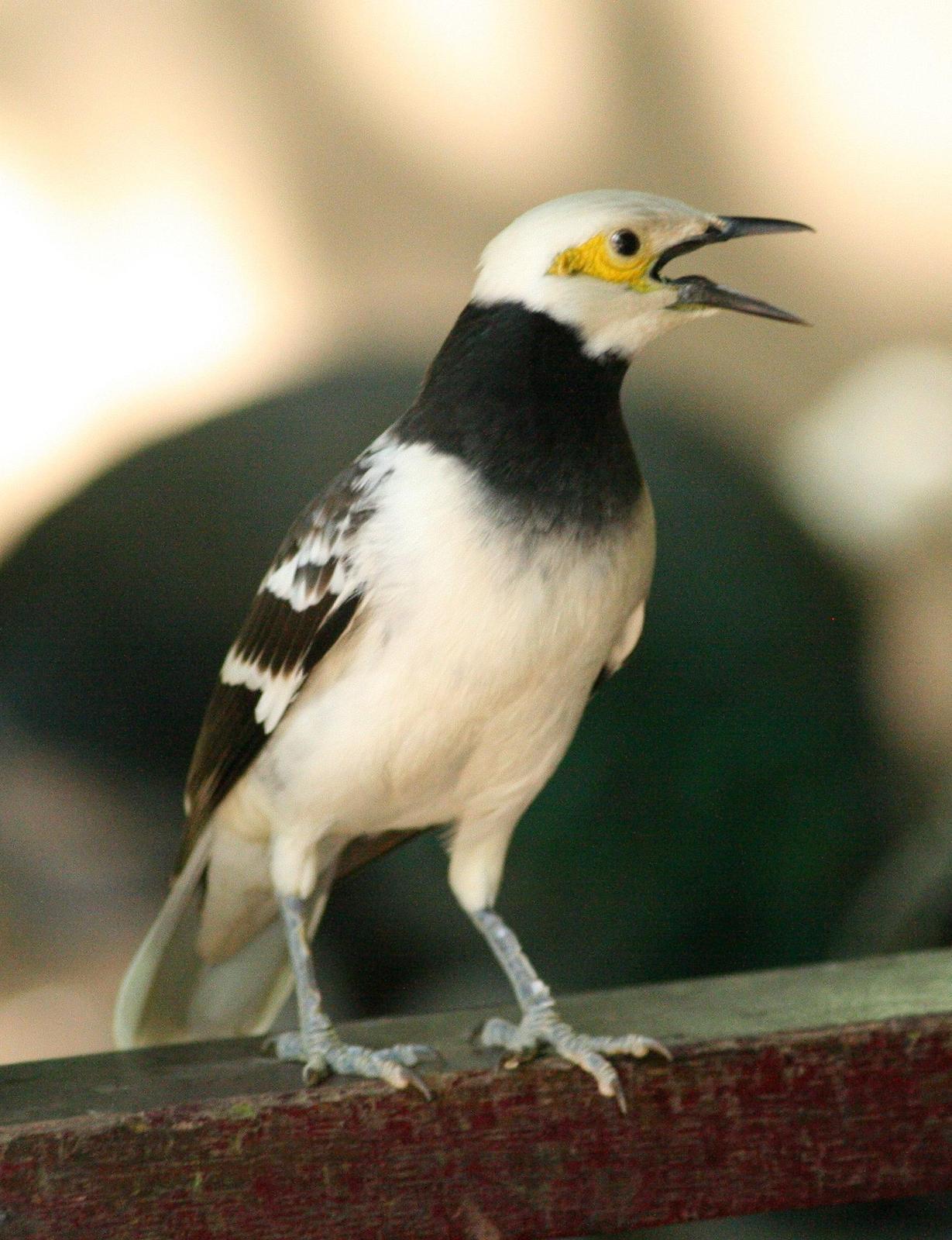 Black-collared Starling Photo by Lee Harding