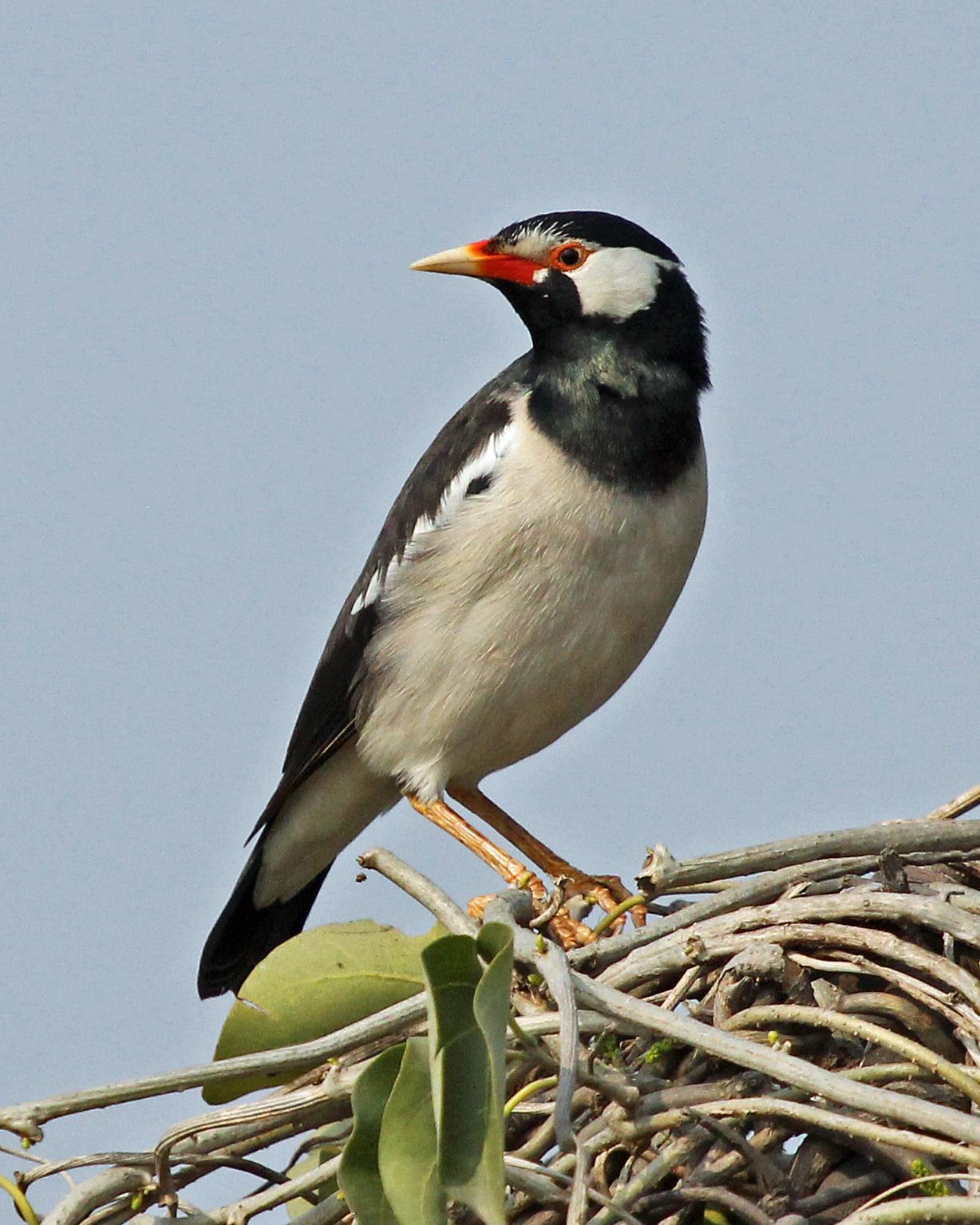 Asian Pied Starling Photo by Robert Polkinghorn