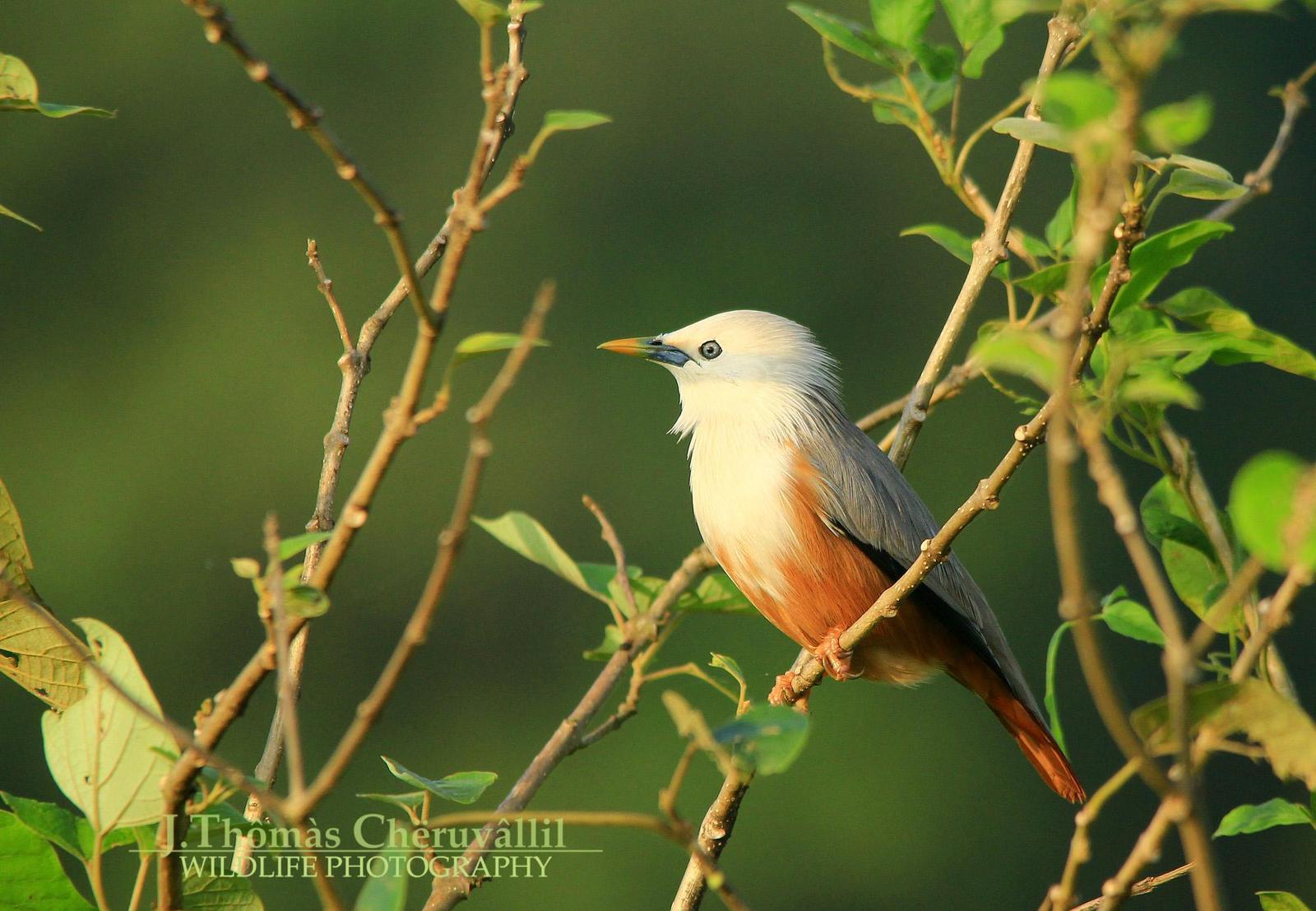 Chestnut-tailed Starling Photo by Jinu Thomas 