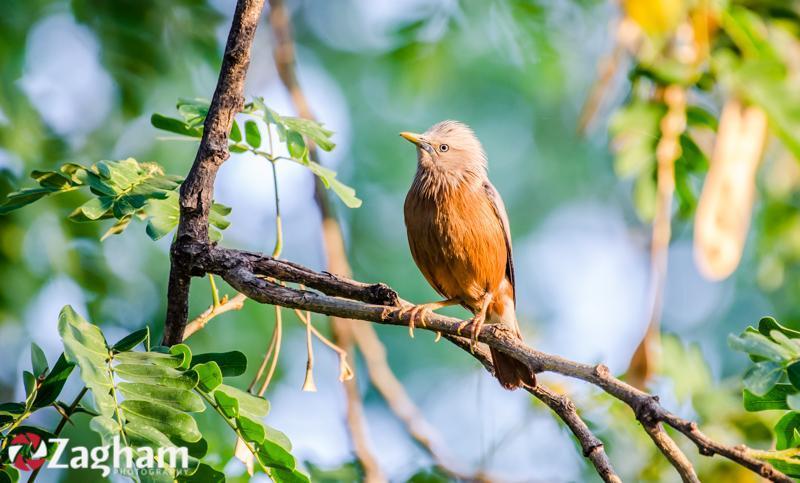 Chestnut-tailed Starling Photo by Zagham Awan