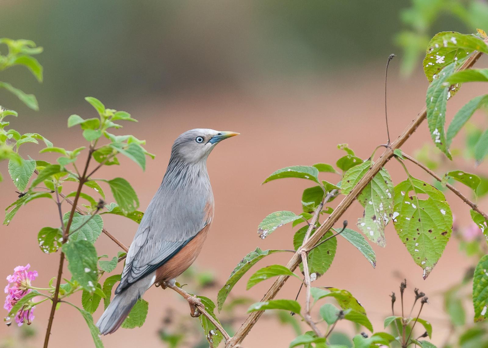 Chestnut-tailed Starling Photo by Kishore Bhargava