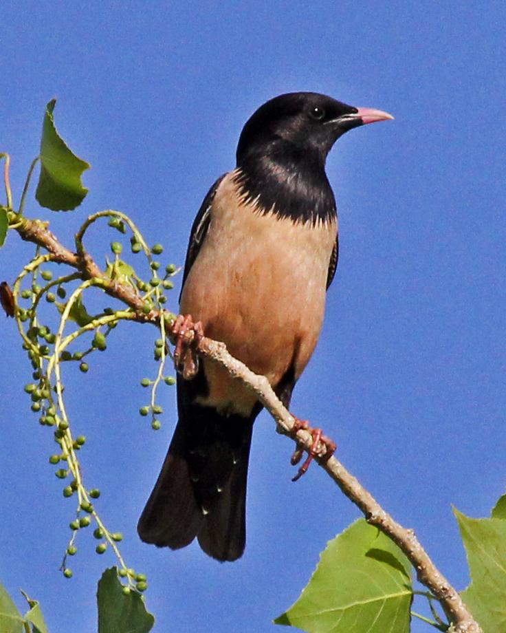 Rosy Starling Photo by Robert Polkinghorn