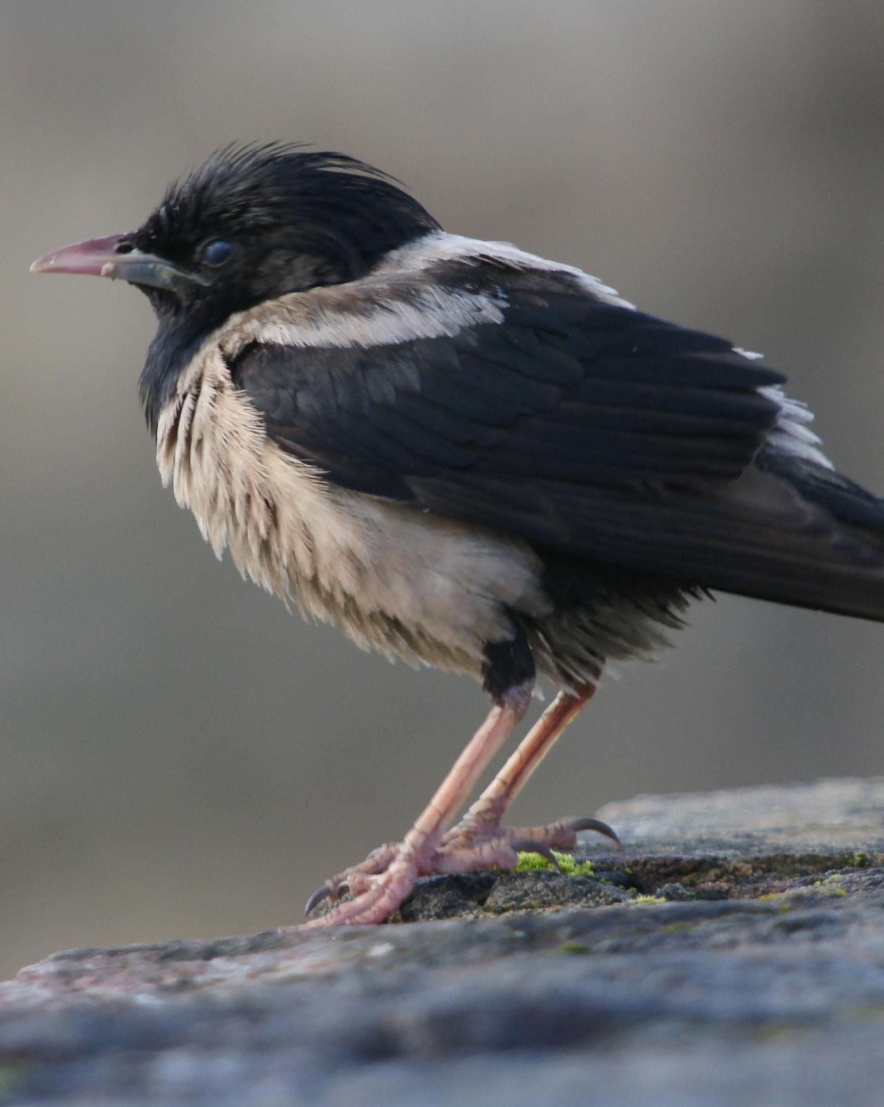 Rosy Starling Photo by Steve Percival
