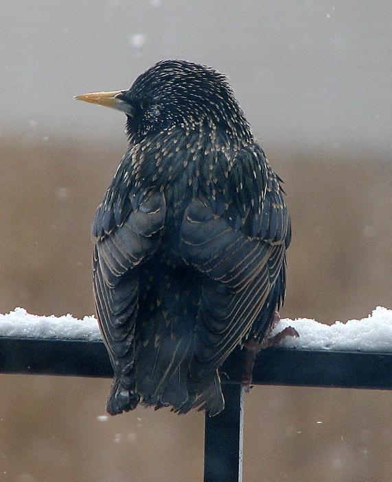 European Starling Photo by Tom Gannon
